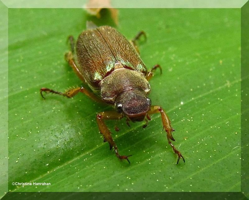 Scarab beetle  (Dichelonyx  sp.)