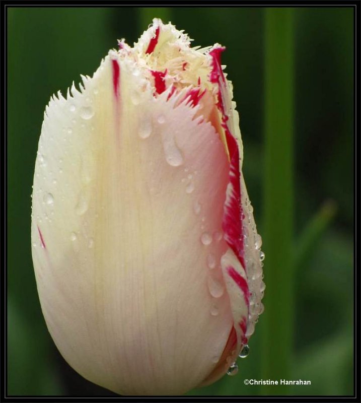 Tulip in the rain at Beechwood