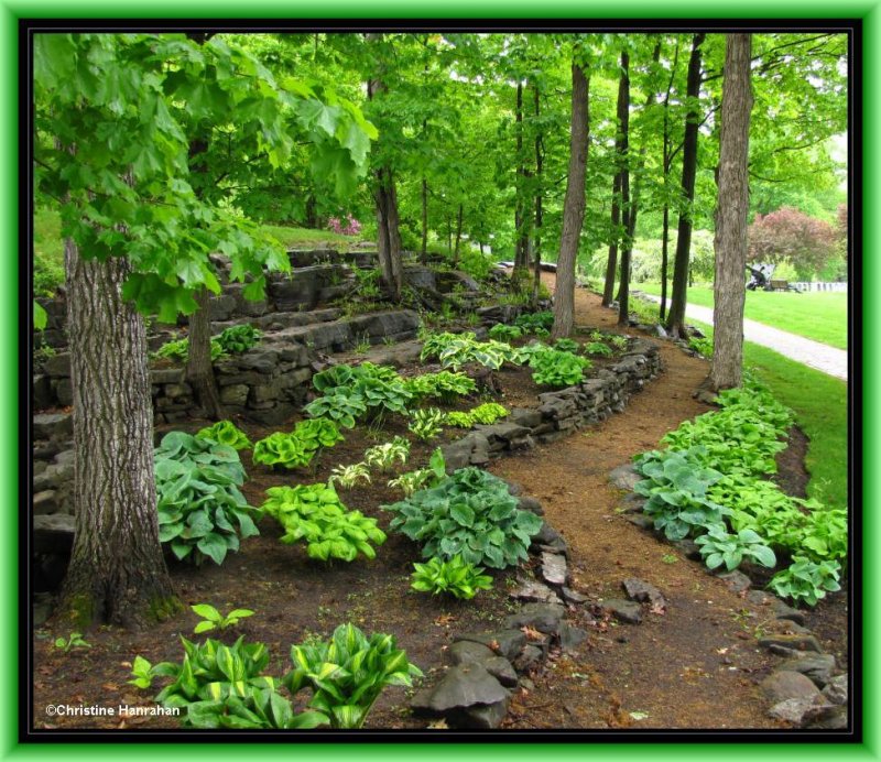 The Hosta Walk at Beechwood