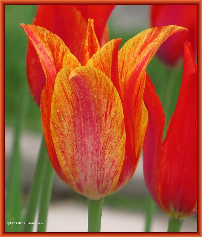 Red tulip