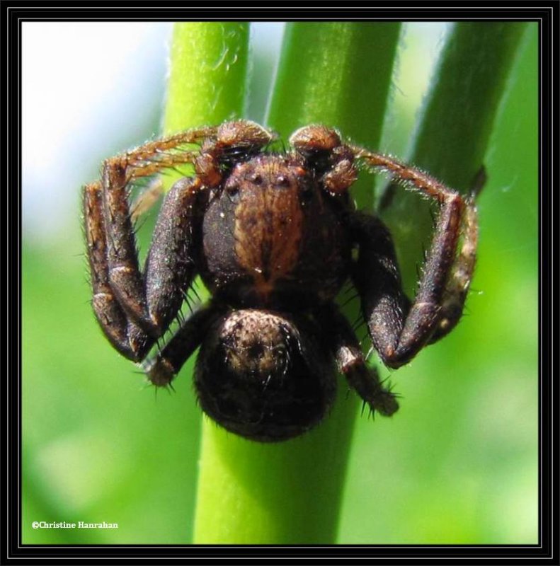 Male crab spider, possibly Bassaniana sp.