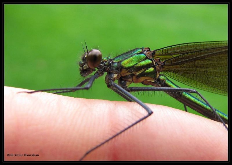 Ebony Jewelwing, female (Calopteryx maculata)