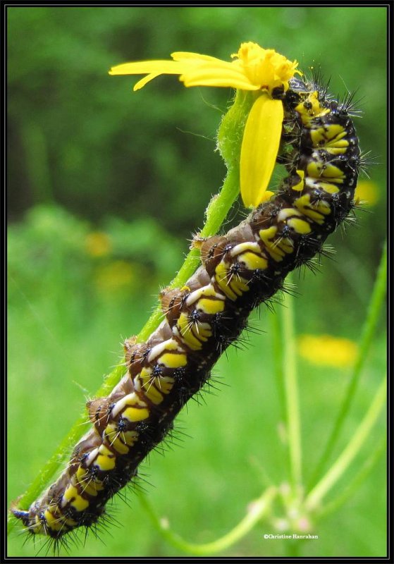 The Neighbour moth caterpillar (Haploa contigua sp.), #8110