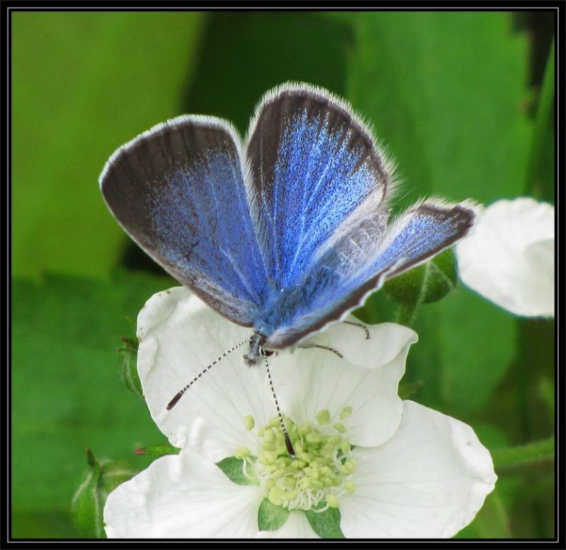 Silvery blue female (<em>Glaucopsyche lygdamus</em>)  on wild blackberry