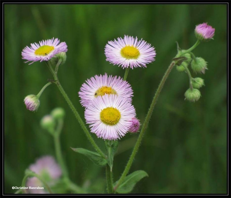 Fleabane, Daisy (Erigeron)