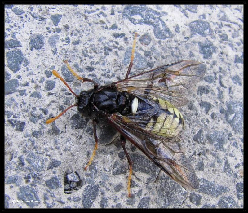 Elm sawfly, female (Cimbex americana)
