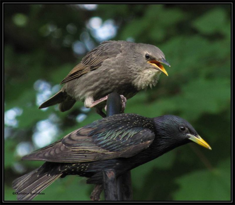 European starlings, juvenile and adult