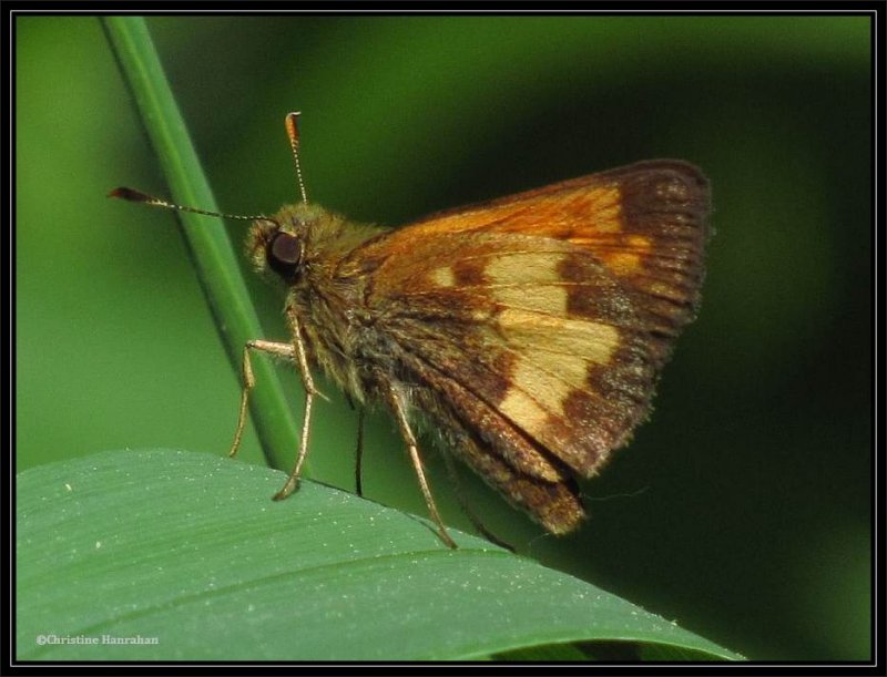 Hobomok skipper (Poanes hobomok)