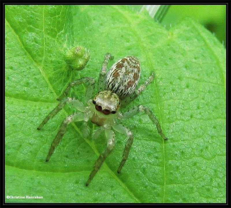 Jumping spider (Maevia inclemens)