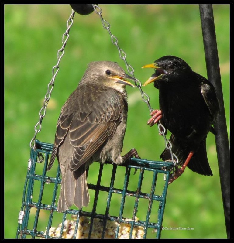 European starlings, juvenile and adult