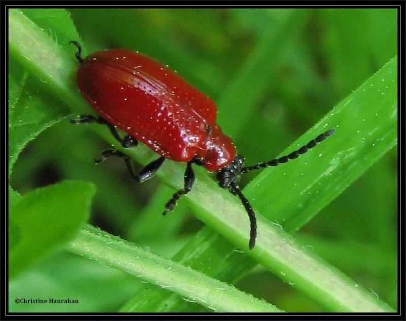 Lily leaf beetle (Lilioceris lilii)