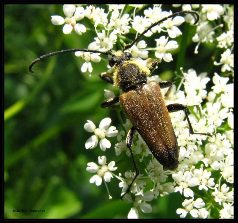 Flower longhorn beetle (Trigonarthris sp.)