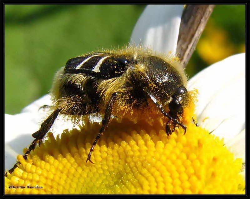 Flower scarab beetle (Trichiotinus affinis) on ox-eye daisy