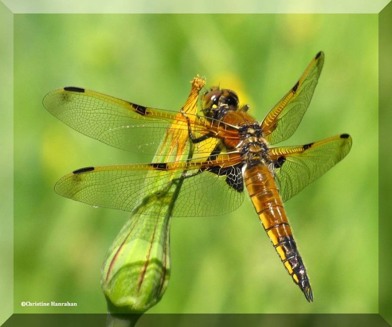 Four-spotted skimmer  (Libellula quadrimaculata), female