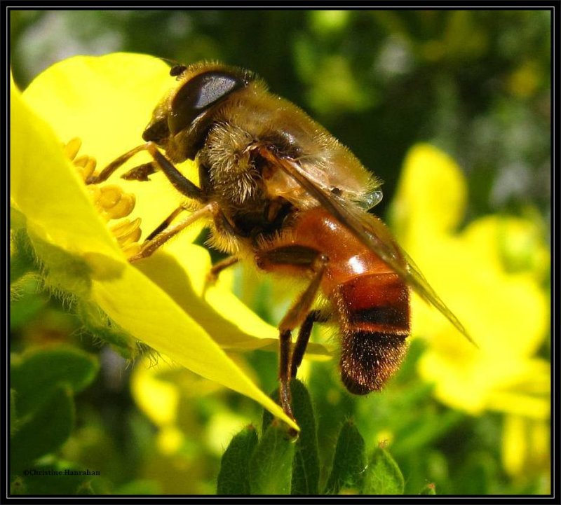 Hover fly (Eristalis sp.)