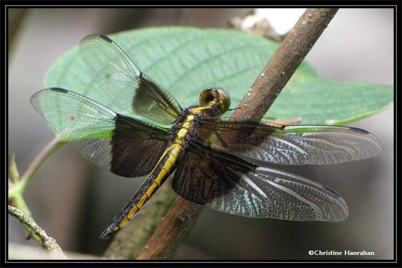 Widow skimmer, female (Libelulla luctuosa)