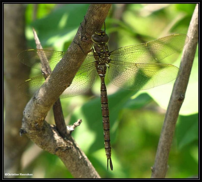 Shadow darner, female (<em>Aeshna  umbrosa</em>)