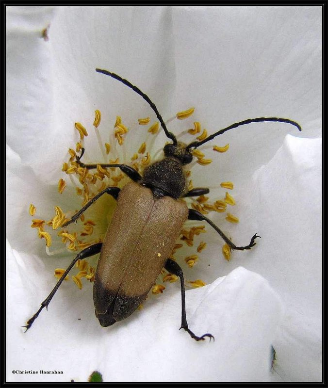 Flower longhorn beetle (Trigonarthris)