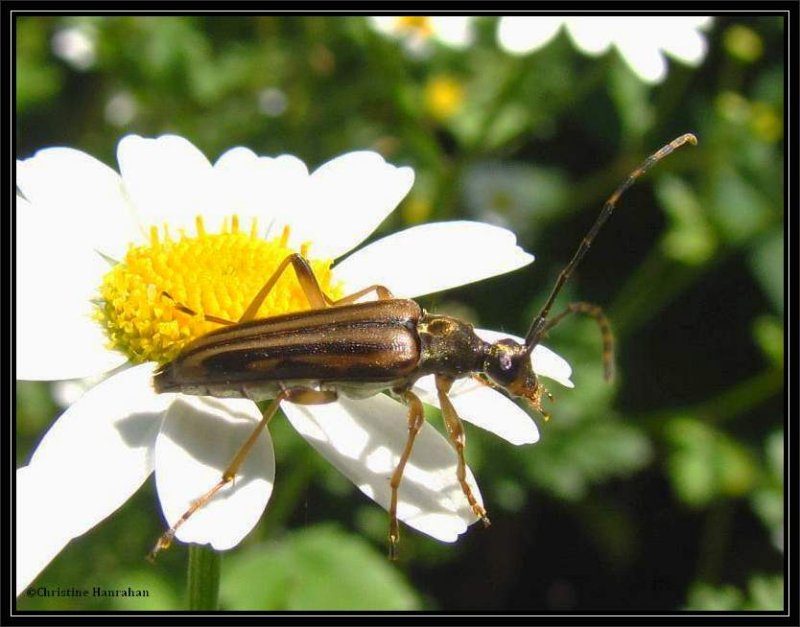 Flower longhorn beetle (Analeptura)