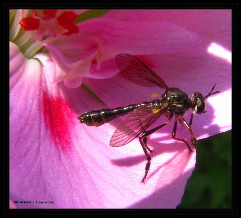 Stripe-legged Robber fly (Dioctria hyalipennis)