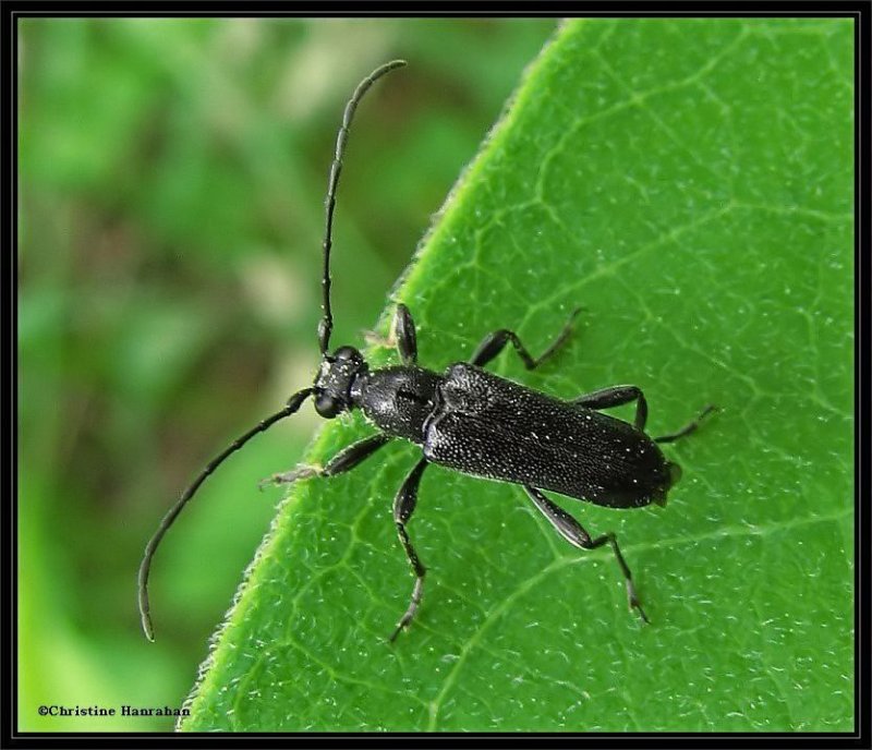 Flower longhorn beetle (Anoplodera pubera)