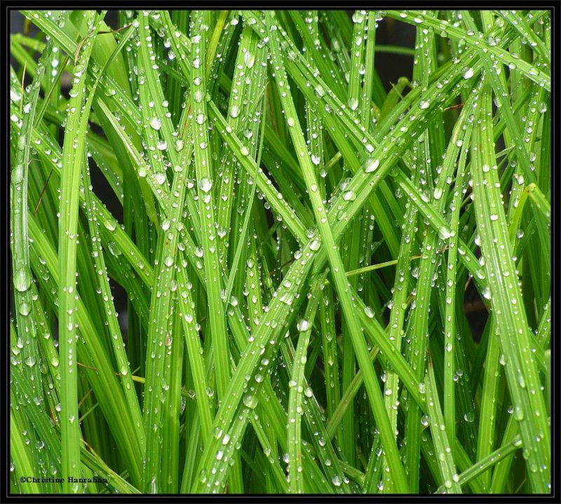 Grass in the rain
