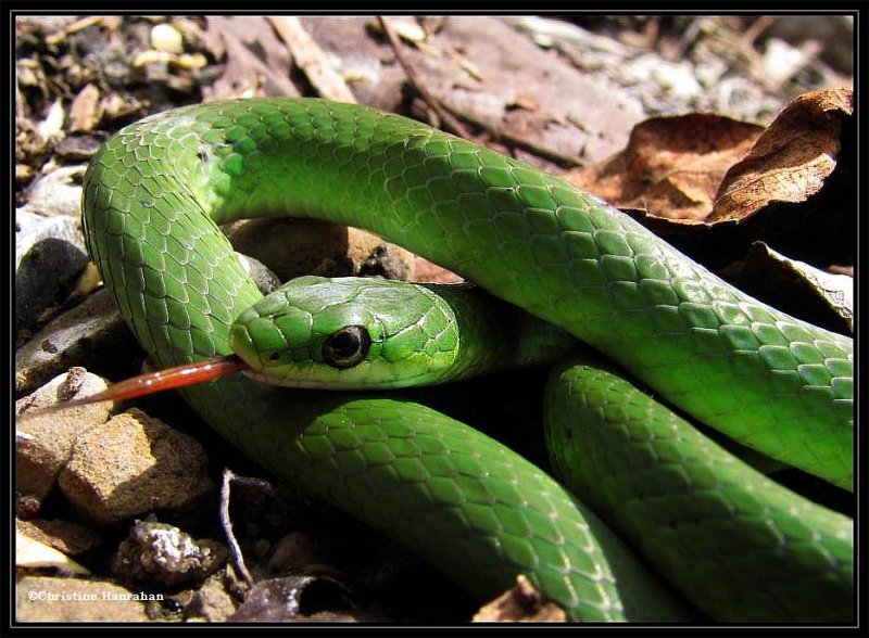 Smooth green snake   (Opheodrys vernalis)