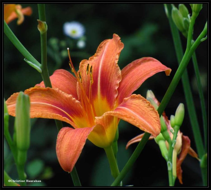 Day lily