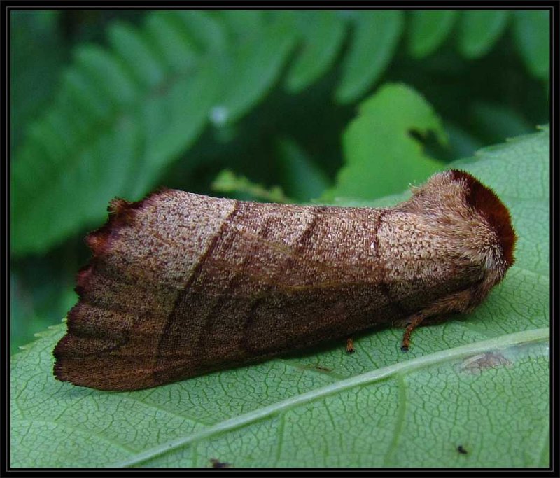 Yellow-necked Caterpillar moth (<em>Datana ministra</em>), #7902