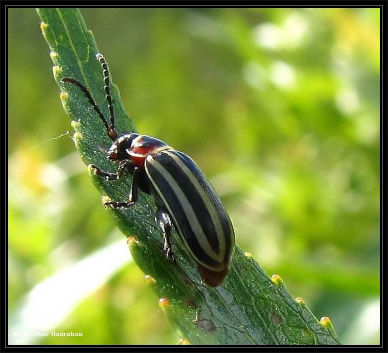 Flea beetle (Disonycha pensylvanica)
