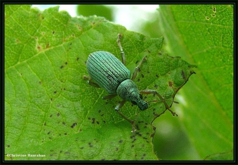 Pale Green Weevil (Polydrusus impressifons)