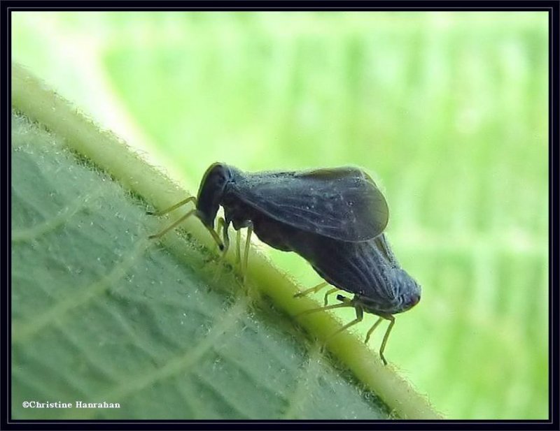 Planthoppers mating (Cedusa)