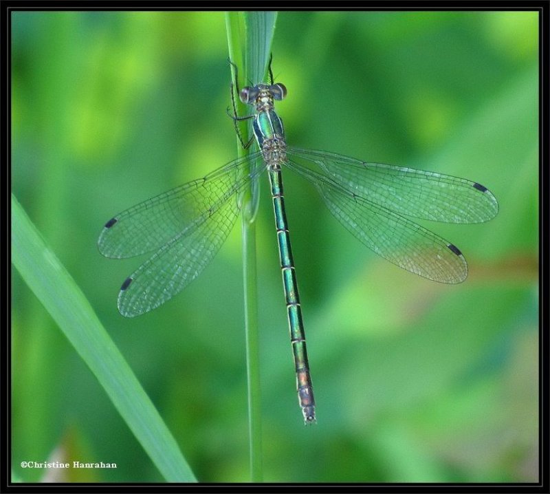 Emerald spreadwing (Lestes dryas)