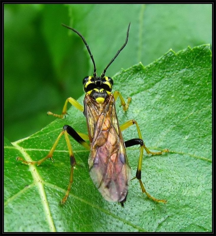 Sawfly (Tenthredo verticalis)