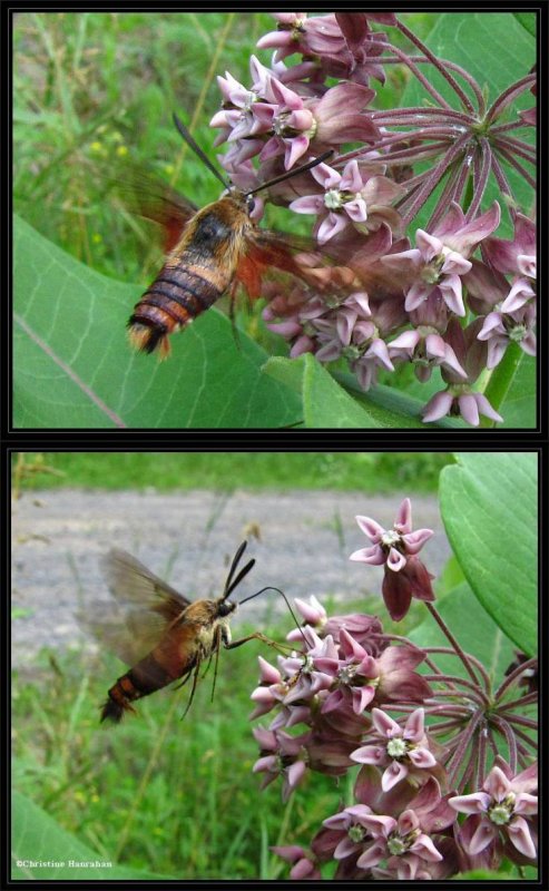 Hummingbird moth (Hemaris thysbe) at common milkweed