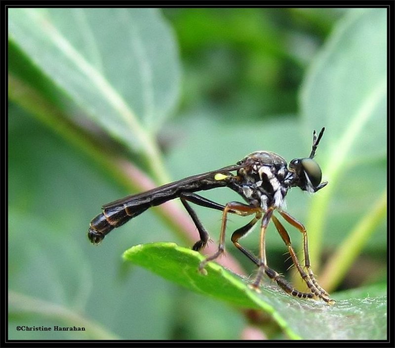 Robber fly (Asilidae)