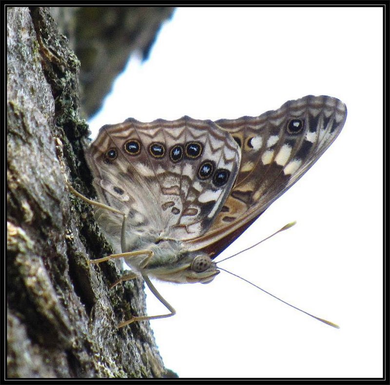 Hackberry emperor  (Asterocampa celtis)