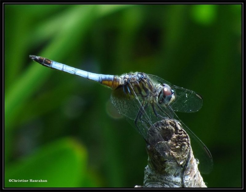 Blue dasher (Pachydiplax longipennis), male