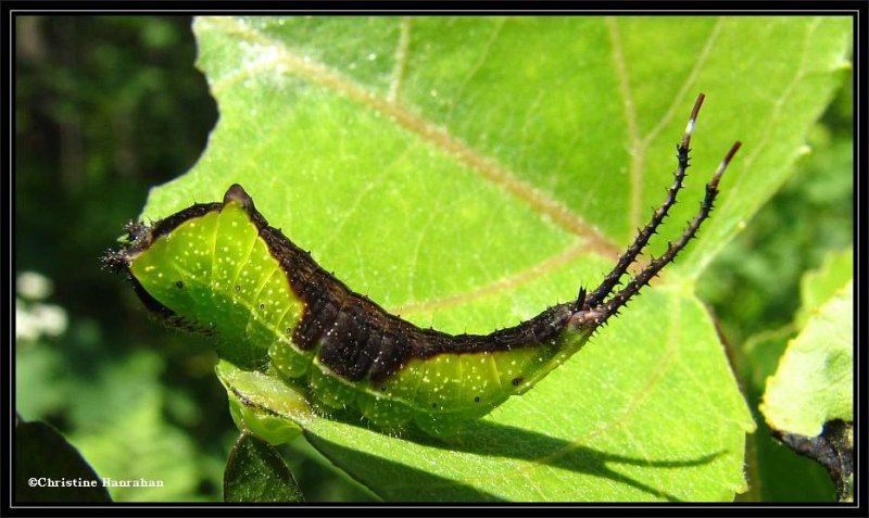 Black-etched prominent moth caterpillar  (Tecmessa scitiscripta), #7942 