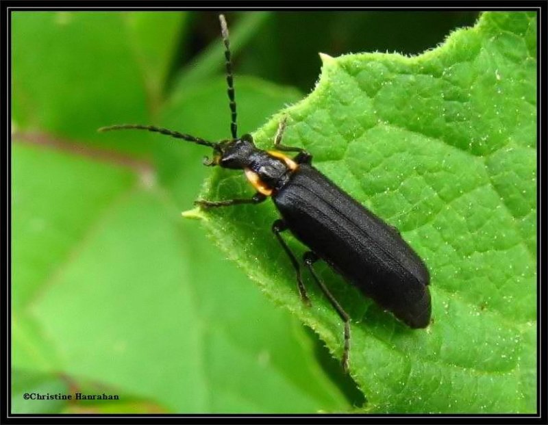 Soldier beetle (Podabrus sp.)