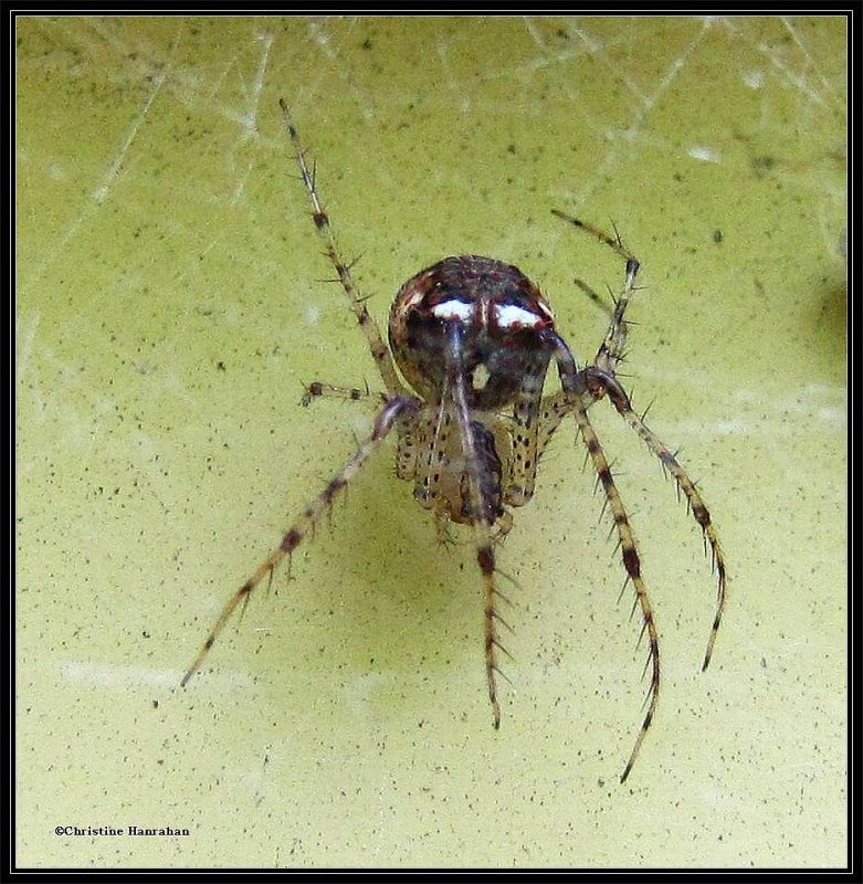 Pirate Spiders  (Family: Mimetidae)