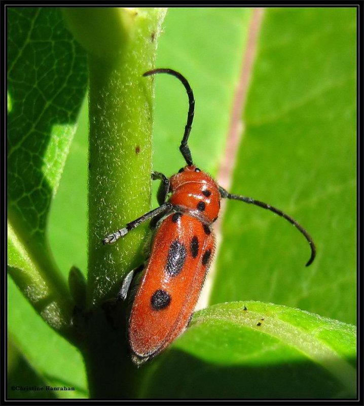 Milkweed beetle (Tetraopes tetrophthalmus)