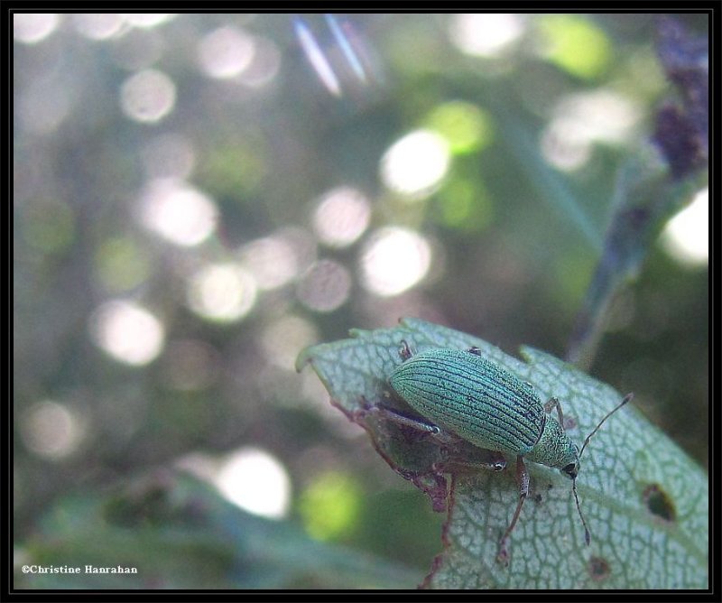 Pale Green Weevil (Polydrusus impressifons)