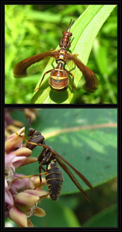 Brown mantisflies  (Climaciella  brunnea)