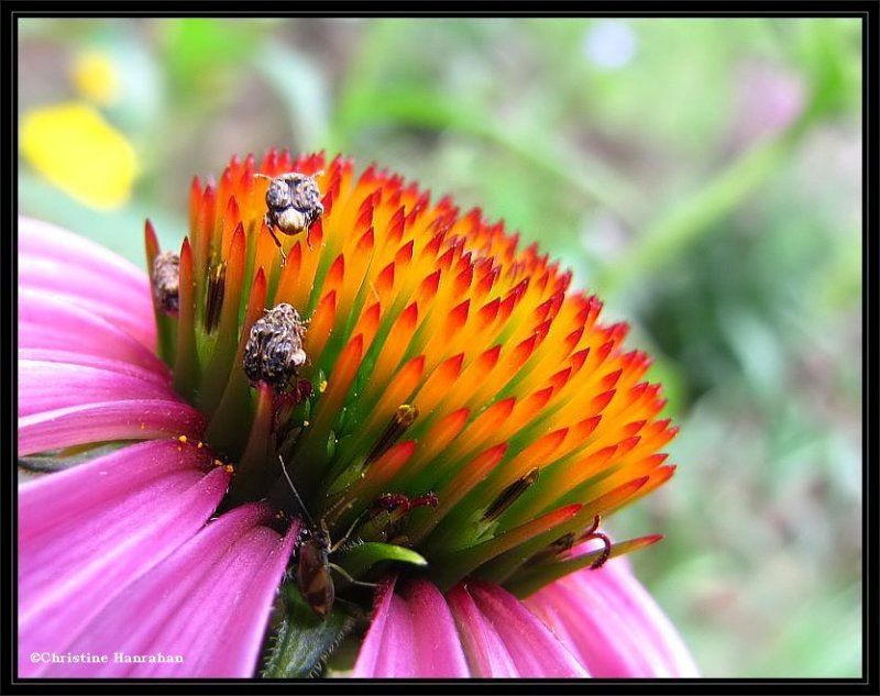 Coneflower (Echinacea)