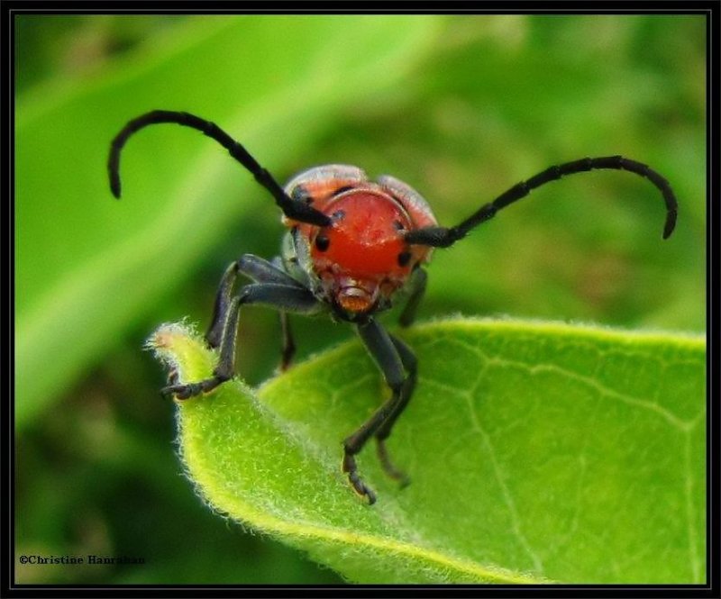 Milkweed beetle (Tetraopes tetrophthalmus)