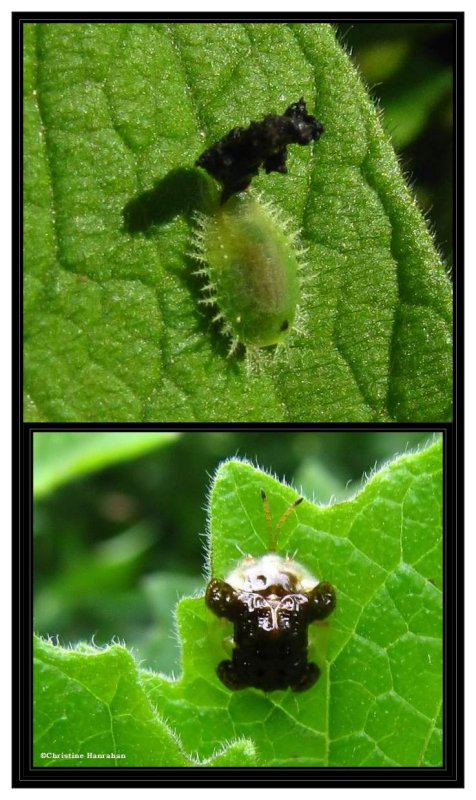 Clavate Tortoise Beetle (Plagiometriona clavata), larva and adult