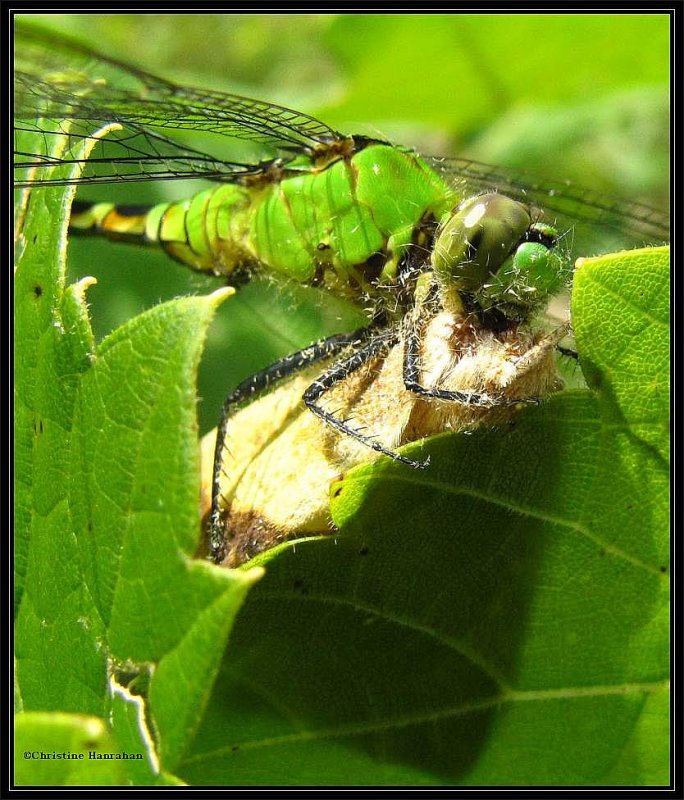 Death in the afternoon: female common pondhawk wih moth