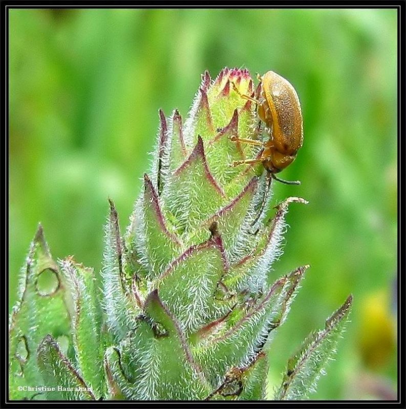 Purple loosestrife leaf beetle (Galerucella), on purple loosestrife
