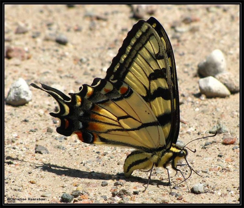 Eastern tiger swallowtail (Papilio glaucus) 